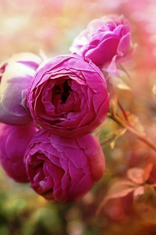 Обои цветы, бутоны, макро, розы, розовые, flowers, buds, macro, roses, pink разрешение 1920x1276 Загрузить