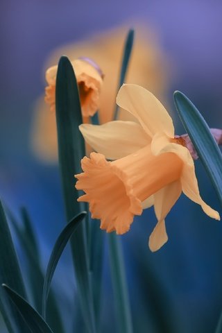 Обои цветы, листья, крупный план, нарциссы, flowers, leaves, close-up, daffodils разрешение 2560x1706 Загрузить