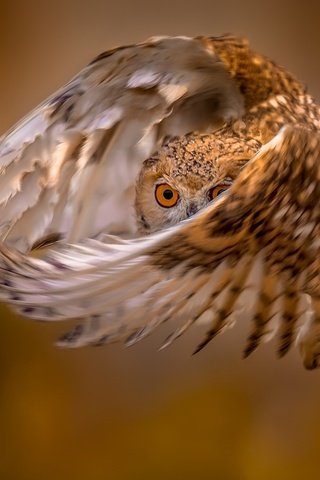 Обои глаза, сова, полет, крылья, птица, перья, eyes, owl, flight, wings, bird, feathers разрешение 2048x1152 Загрузить