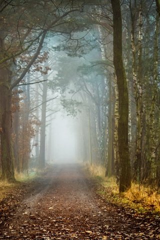 Обои дорога, деревья, природа, лес, осень, road, trees, nature, forest, autumn разрешение 2560x1626 Загрузить