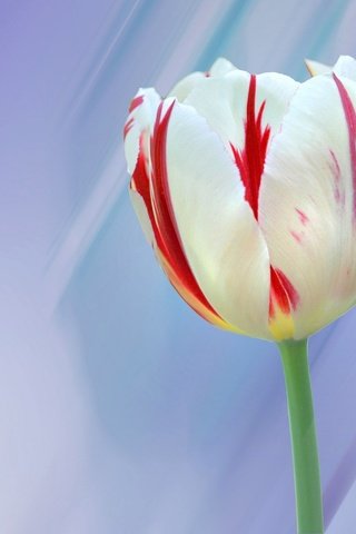 Обои макро, цветок, лепестки, весна, тюльпан, macro, flower, petals, spring, tulip разрешение 2048x1360 Загрузить
