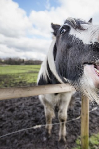 Обои морда, лошадь, зубы, конь, пасть, face, horse, teeth, mouth разрешение 2560x1709 Загрузить