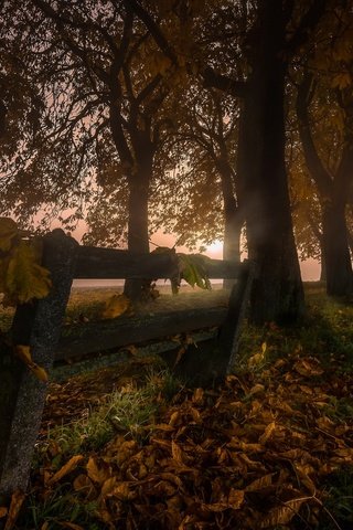 Обои ночь, деревья, листья, туман, осень, скамья, night, trees, leaves, fog, autumn, bench разрешение 2048x1152 Загрузить