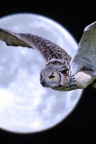 Обои ночь, сова, полет, луна, крылья, птица, night, owl, flight, the moon, wings, bird разрешение 2085x1384 Загрузить