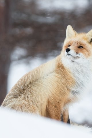 Обои снег, зима, рыжая, лиса, лисица, животное, ветер, боке, snow, winter, red, fox, animal, the wind, bokeh разрешение 4366x2911 Загрузить