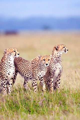 Обои трава, поле, хищники, три, гепарды, grass, field, predators, three, cheetahs разрешение 3840x2400 Загрузить