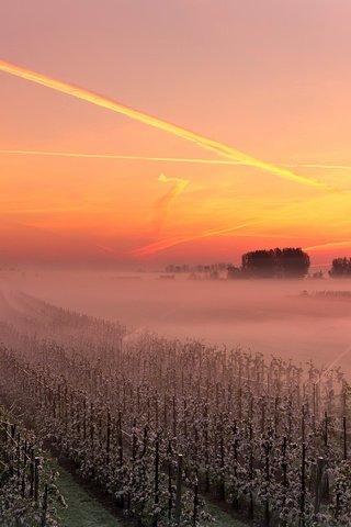 Обои небо, закат, туман, виноградник, the sky, sunset, fog, vineyard разрешение 1926x1293 Загрузить