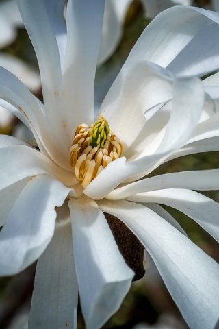 Обои цветы, цветение, весна, белые, магнолия, jazzmatica, flowers, flowering, spring, white, magnolia разрешение 4896x2760 Загрузить