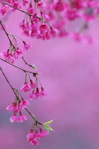 Обои цветение, весна, розовые, сакура, цветки, flowering, spring, pink, sakura, flowers разрешение 1920x1440 Загрузить