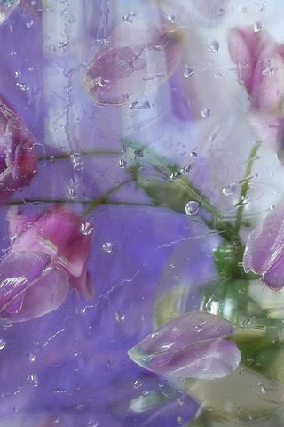 Обои цветы, капли, лепестки, тюльпаны, стекло, композиция, flowers, drops, petals, tulips, glass, composition разрешение 2560x1600 Загрузить