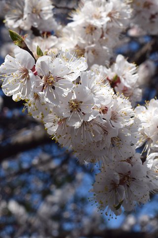 Обои небо, цветы, цветение, ветки, весна, пчелы, the sky, flowers, flowering, branches, spring, bees разрешение 6000x4000 Загрузить