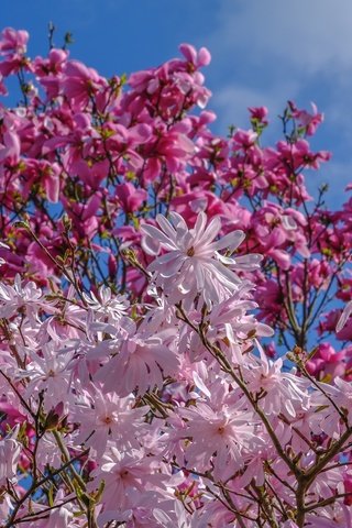 Обои небо, деревья, цветение, весна, магнолия, jazzmatica, the sky, trees, flowering, spring, magnolia разрешение 3000x1948 Загрузить