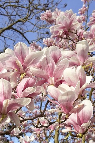 Обои небо, дерево, цветение, весна, магнолия, the sky, tree, flowering, spring, magnolia разрешение 1920x1211 Загрузить