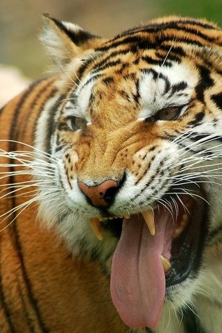 Обои тигр, оскал, глаза, морда, взгляд, клыки, хищник, большая кошка, язык, tiger, grin, eyes, face, look, fangs, predator, big cat, language разрешение 2560x1600 Загрузить