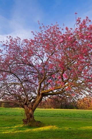 Обои небо, дерево, цветение, поле, весна, the sky, tree, flowering, field, spring разрешение 2048x1365 Загрузить