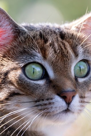 Обои глаза, макро, мордочка, усы, кошка, взгляд, eyes, macro, muzzle, mustache, cat, look разрешение 5472x3648 Загрузить