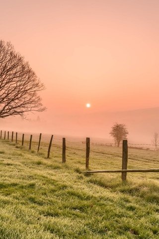 Обои трава, деревья, утро, туман, поле, забор, grass, trees, morning, fog, field, the fence разрешение 2048x1152 Загрузить