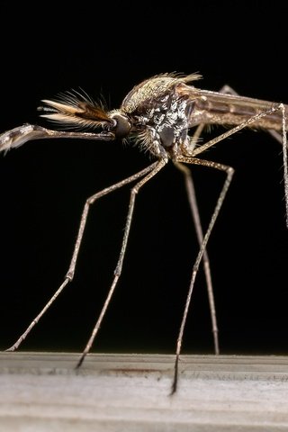 Обои насекомое, фон, комар, москит, aedes albifasciatus, insect, background, the mosquito, mosquito разрешение 2048x1366 Загрузить