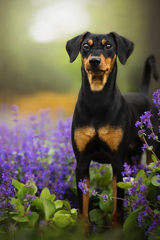 Обои цветы, собака, боке, tinkerbell, доберман-пинчер, flowers, dog, bokeh, doberman pinscher разрешение 2048x1342 Загрузить