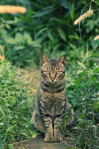 Обои глаза, трава, фон, кот, усы, кошка, взгляд, eyes, grass, background, cat, mustache, look разрешение 2048x1365 Загрузить