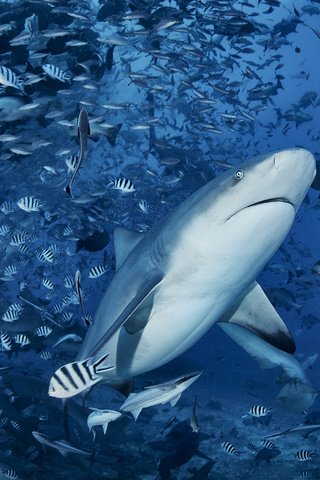 Обои море, рыбы, акула, подводный мир, davide lopresti, sea, fish, shark, underwater world разрешение 2000x1334 Загрузить