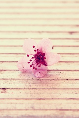 Обои цветок, розовый, поверхность, flower, pink, surface разрешение 2560x1600 Загрузить