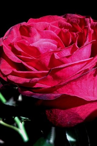 Обои цветы, природа, роза, лепестки, черный фон, flowers, nature, rose, petals, black background разрешение 2560x1920 Загрузить