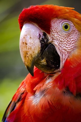 Обои фон, птица, клюв, перья, попугай, ара, background, bird, beak, feathers, parrot, ara разрешение 2560x1600 Загрузить