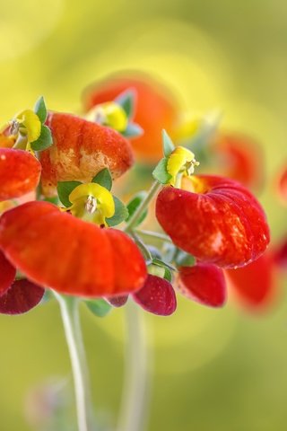 Обои макро, фон, цветок, кальцеолярия, macro, background, flower, calceolaria разрешение 2048x1365 Загрузить