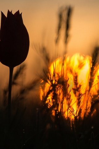 Обои трава, закат, цветок, колоски, силуэт, тюльпан, стебель, grass, sunset, flower, spikelets, silhouette, tulip, stem разрешение 1920x1280 Загрузить