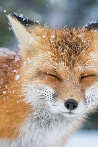 Обои снег, зима, лиса, лисица, животное, закрытые глаза, snow, winter, fox, animal, closed eyes разрешение 2048x1363 Загрузить