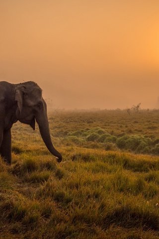 Обои закат, слон, африка, уши, дикая природа, саванна, хобот, sunset, elephant, africa, ears, wildlife, savannah, trunk разрешение 2880x1800 Загрузить