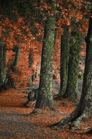 Обои деревья, природа, лес, парк, стволы, осень, trees, nature, forest, park, trunks, autumn разрешение 1920x1200 Загрузить