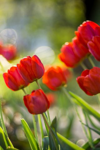 Обои цветы, бутоны, красные, весна, тюльпаны, боке, sorin mutu, flowers, buds, red, spring, tulips, bokeh разрешение 3840x2400 Загрузить