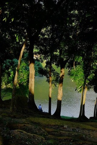 Обои деревья, озеро, берег, стволы, мужчина, тени, солнечный свет, trees, lake, shore, trunks, male, shadows, sunlight разрешение 2048x1155 Загрузить