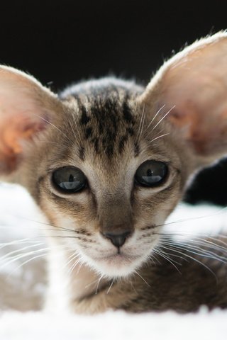 Обои глаза, кот, мордочка, усы, кошка, взгляд, ориентальная кошка, eyes, cat, muzzle, mustache, look разрешение 3840x2400 Загрузить
