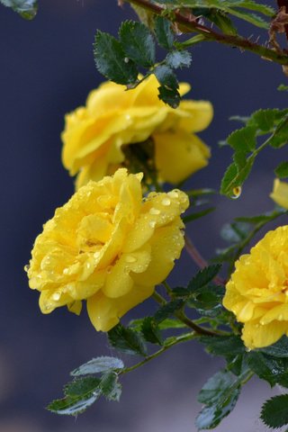 Обои цветы, ветка, капли, розы, жёлтые розы, flowers, branch, drops, roses, yellow roses разрешение 3840x2400 Загрузить