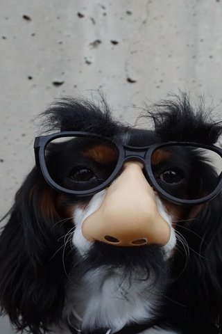 Обои очки, стена, собака, юмор, нос, спаниель, glasses, wall, dog, humor, nose, spaniel разрешение 1920x1080 Загрузить
