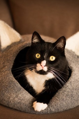 Обои кот, мордочка, кошка, взгляд, домик, чёрно-белый, лапки, cat, muzzle, look, house, black and white, legs разрешение 2048x1365 Загрузить