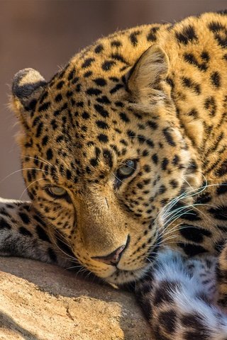 Обои морда, лежит, леопард, хищник, большая кошка, face, lies, leopard, predator, big cat разрешение 2560x1600 Загрузить