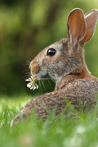 Обои трава, цветок, кролик, животное, уши, зверек, заяц, грызун, grass, flower, rabbit, animal, ears, hare, rodent разрешение 3000x2000 Загрузить