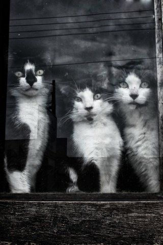 Обои взгляд, чёрно-белое, коты, окно, кошки, стекло, котята, мордочки, look, black and white, cats, window, glass, kittens, faces разрешение 2048x1365 Загрузить