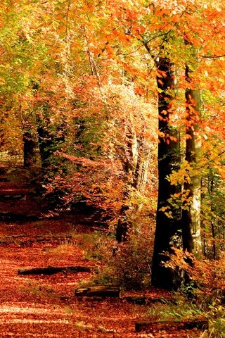 Обои деревья, девушка, стволы, листва, осень, аллея, trees, girl, trunks, foliage, autumn, alley разрешение 5419x3613 Загрузить