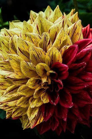 Обои листья, макро, цветок, лепестки, георгин, leaves, macro, flower, petals, dahlia разрешение 3840x2400 Загрузить