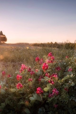 Обои небо, цветы, утро, поле, горизонт, солнечные лучи, the sky, flowers, morning, field, horizon, the sun's rays разрешение 2048x1326 Загрузить