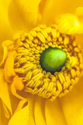 Обои цветы, желтый, макро, лепестки, тычинки, анемона, анемоны, flowers, yellow, macro, petals, stamens, anemone, anemones разрешение 2048x1152 Загрузить