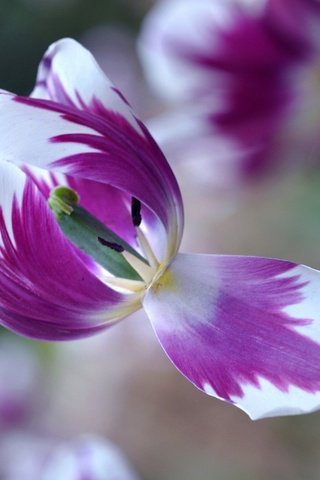 Обои макро, цветок, лепестки, размытость, весна, тюльпан, macro, flower, petals, blur, spring, tulip разрешение 2048x1360 Загрузить