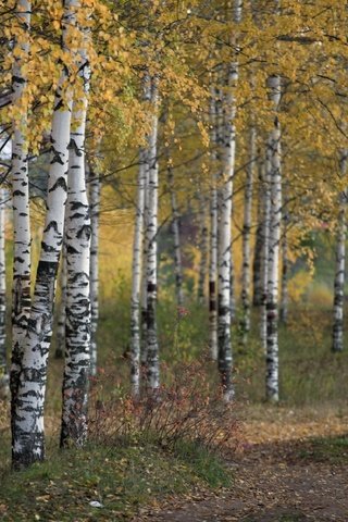 Обои деревья, природа, лес, осень, береза, роща, trees, nature, forest, autumn, birch, grove разрешение 1920x1192 Загрузить