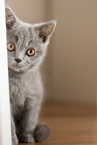 Обои глаза, фон, кот, усы, кошка, взгляд, котенок, британец, eyes, background, cat, mustache, look, kitty, british разрешение 1920x1200 Загрузить