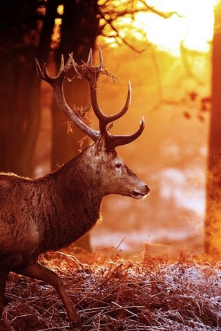 Обои деревья, лес, олень, блики, рога, солнечные лучи, trees, forest, deer, glare, horns, the sun's rays разрешение 2048x1360 Загрузить